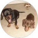 Dr. Yuka Tanabe Yamagishi